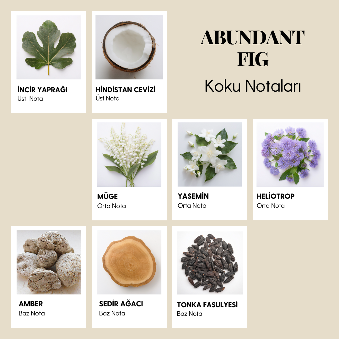 ABUNDANT FIG